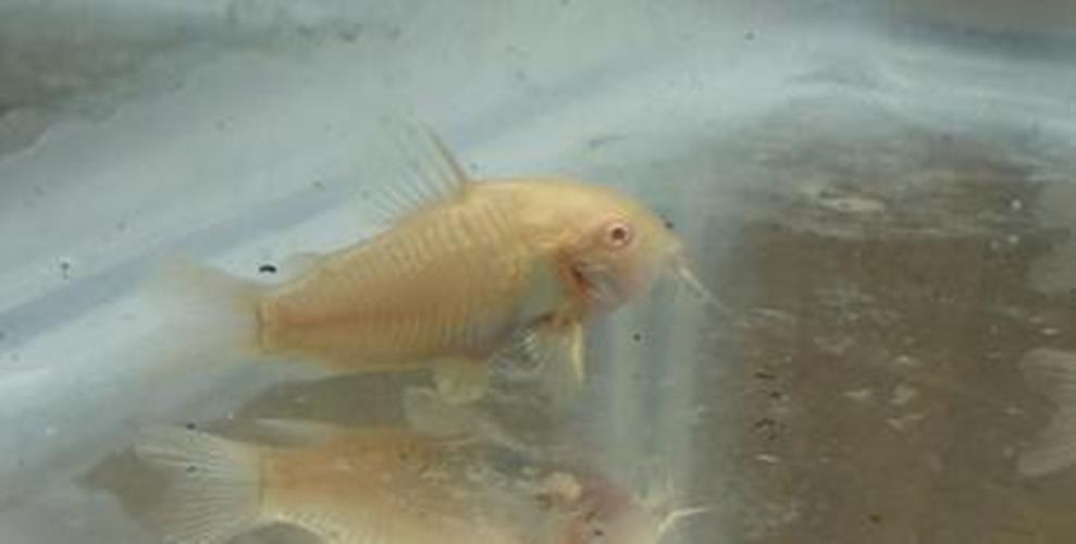 Albino Aeneus Corydora Catfish unsexed live aquatic fish