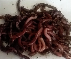 European Night crawlers (Earthworms)