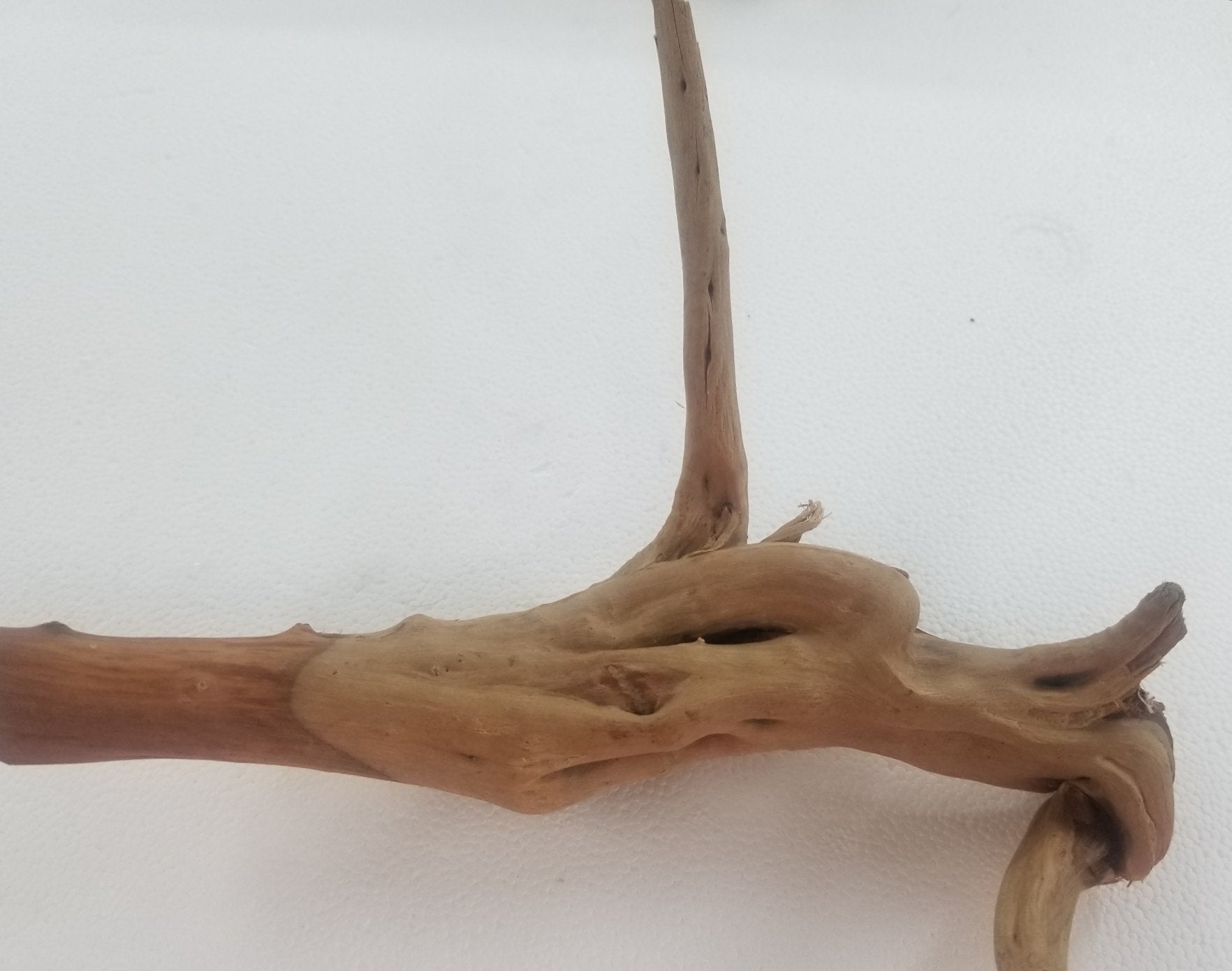 8" Long Spiderwood *