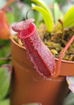 Nepenthes pitcher plants