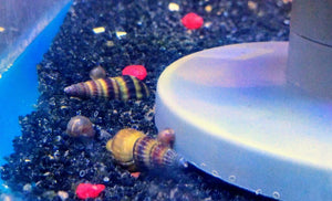 Assassin Snails (Clea helena)