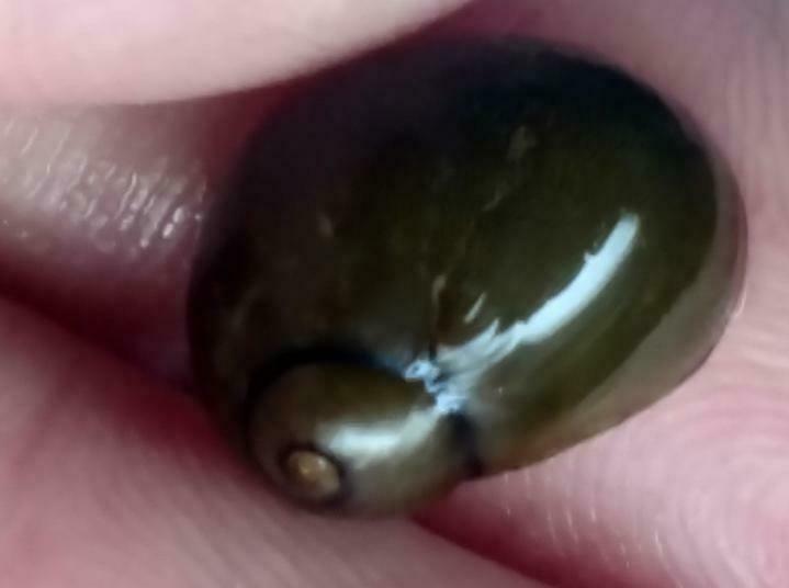 Olive Green Tiger Nerite Snail