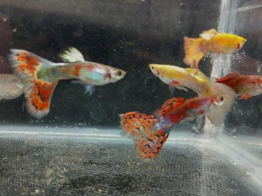 Assorted unsexed guppies