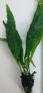 Narrow Leaf Java Fern