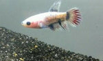 Young Sorority packs Female LIVE BETTA Fish Color varieties Freshwater Group