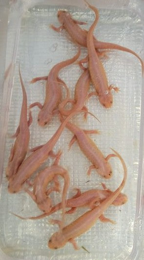 Spainsh ribbed newts