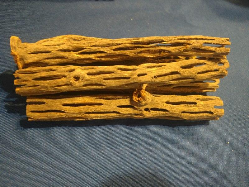 6" Cholla wood Thick