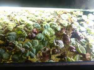 6+ Red Root Floaters (Phyllanthus Fluitans)