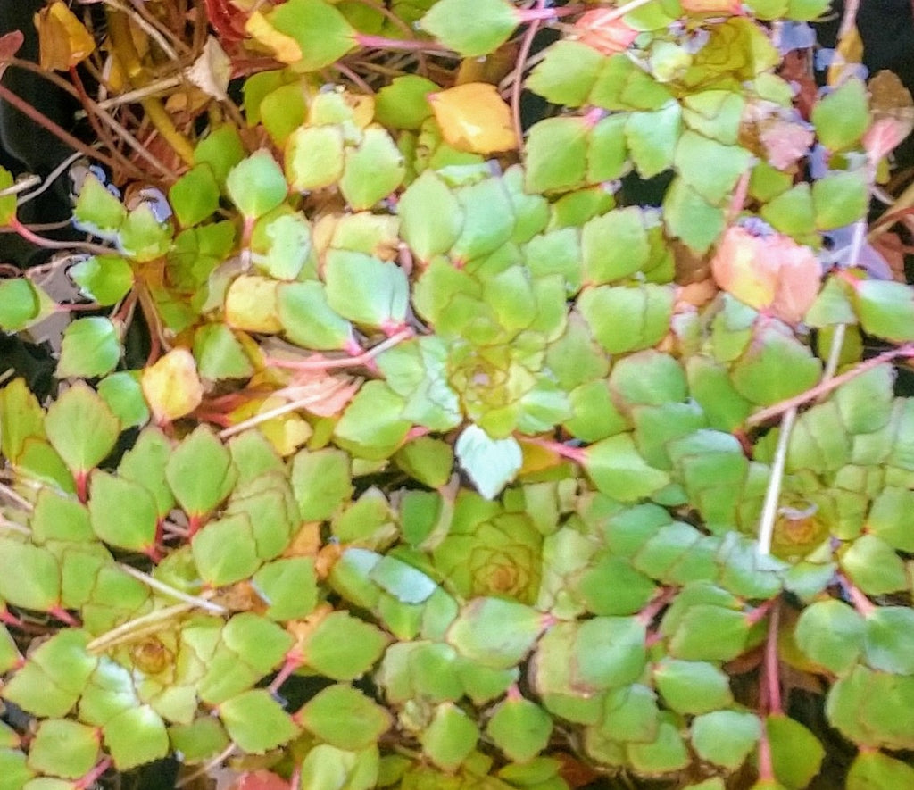 Mosaic Plant Cluster