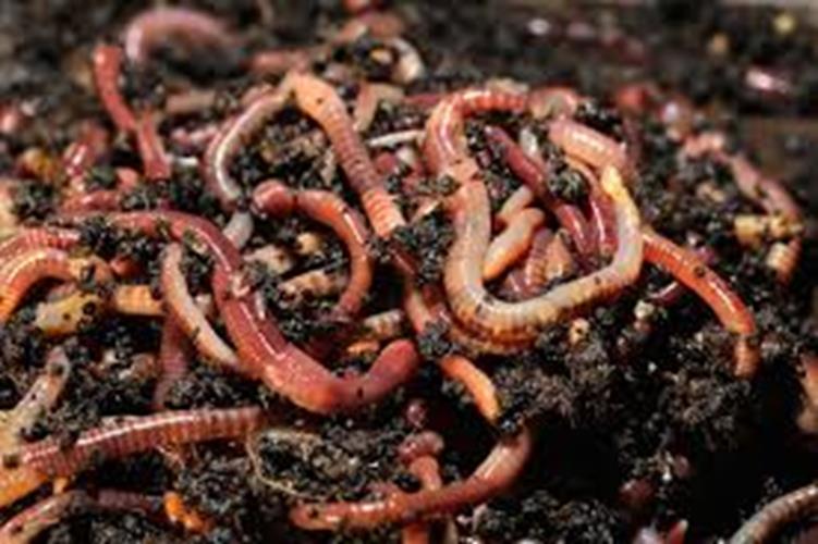 Red "Wiggler"  worm